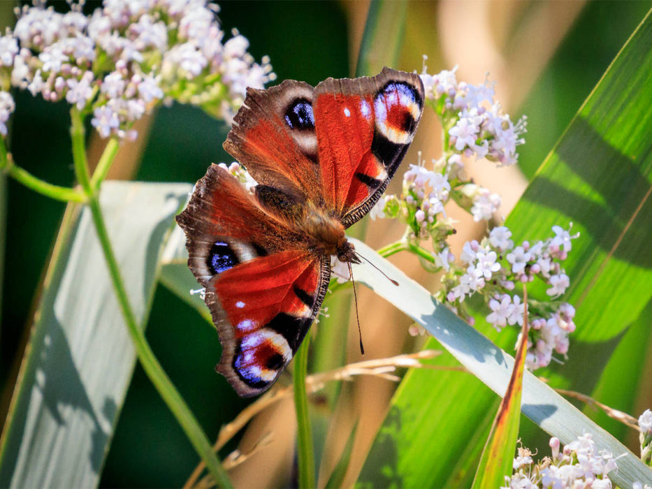 Tagpfauenauge - CALVENDO Foto-Puzzle'
