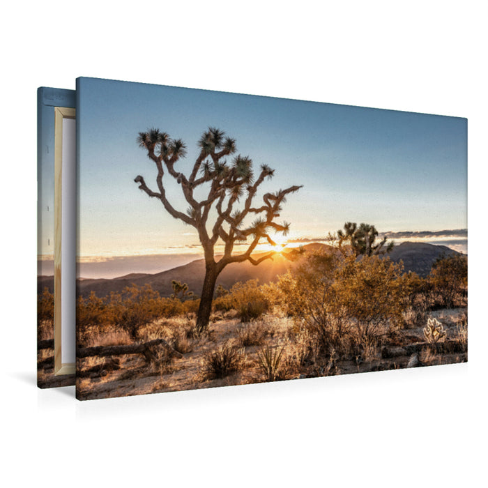 Premium Textil-Leinwand Joshua Tree National Park