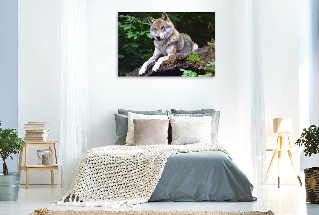 Premium Textil-Leinwand Premium Textil-Leinwand 120 cm x 80 cm quer Wolf auf Beobachtungsposten