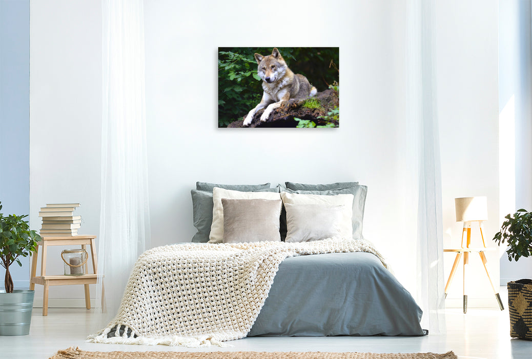 Premium Textil-Leinwand Premium Textil-Leinwand 120 cm x 80 cm quer Wolf auf Beobachtungsposten