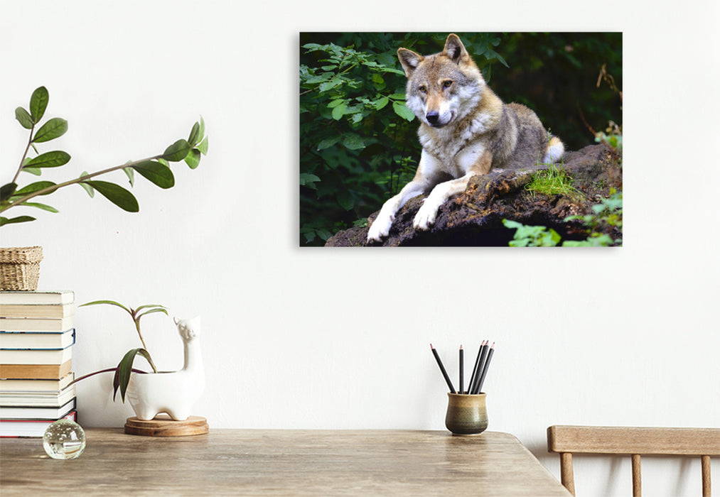 Premium Textil-Leinwand Premium Textil-Leinwand 120 cm x 80 cm quer Wolf auf Beobachtungsposten