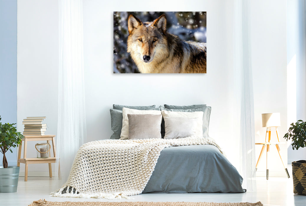 Premium Textil-Leinwand Premium Textil-Leinwand 120 cm x 80 cm quer Imposantes Wolfsmännchen