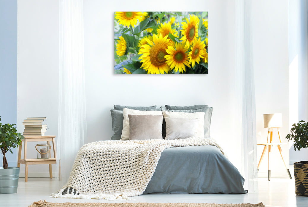 Premium Textil-Leinwand Premium Textil-Leinwand 120 cm x 80 cm quer Sonnenblumen