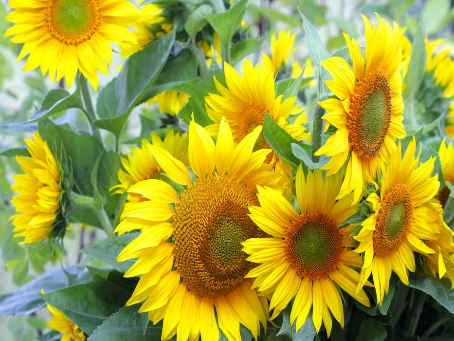 Sonnenblumen - CALVENDO Foto-Puzzle'