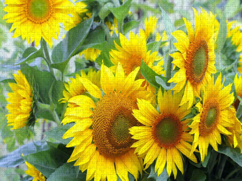 Sonnenblumen - CALVENDO Foto-Puzzle'