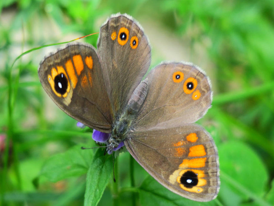 Braunauge - CALVENDO Foto-Puzzle'