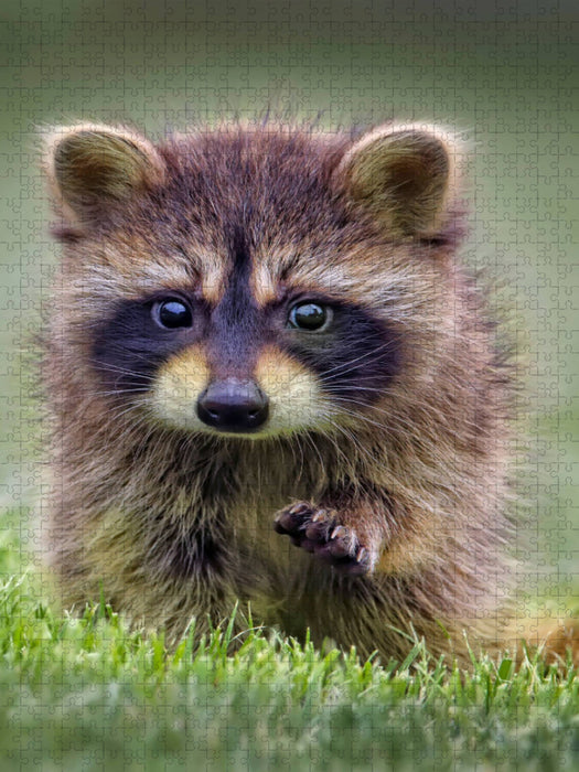 Ein Motiv aus dem Kalender Waschbär - putziger Allesfresser - CALVENDO Foto-Puzzle'