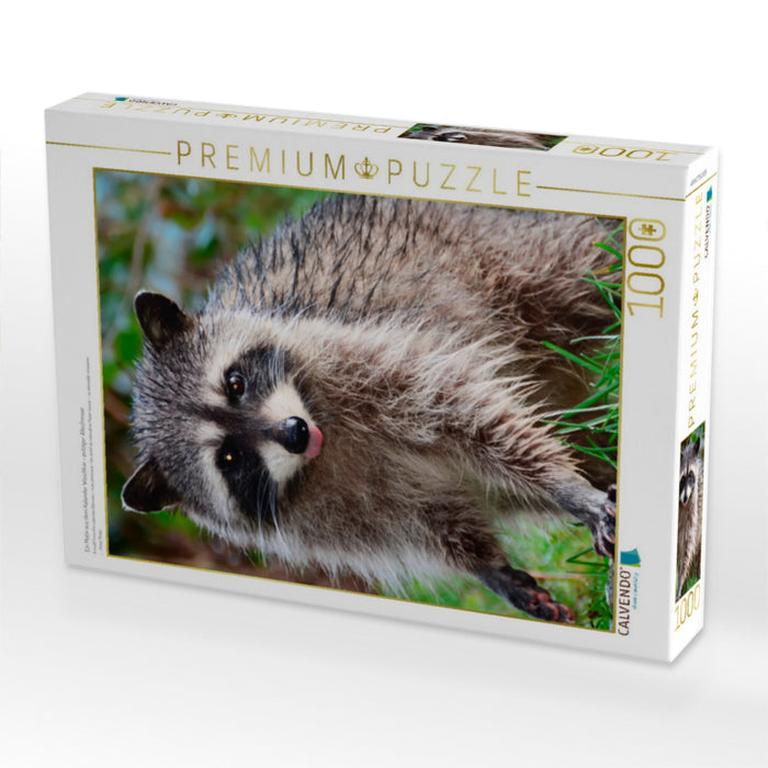 Ein Motiv aus dem Kalender Waschbär - putziger Allesfresser - CALVENDO Foto-Puzzle'