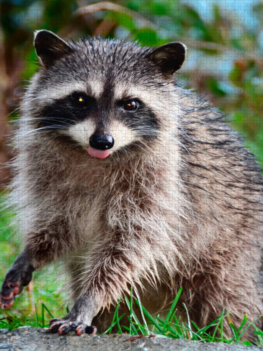 Ein Motiv aus dem Kalender Waschbär - putziger Allesfresser - CALVENDO Foto-Puzzle'