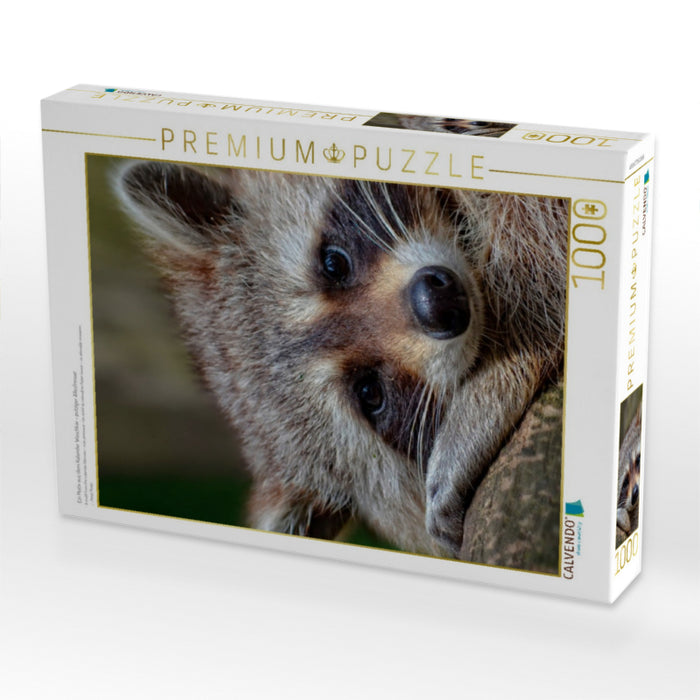 Ein Motiv aus dem Kalender Waschbär - putziger Allesfresser - CALVENDO Foto-Puzzle'