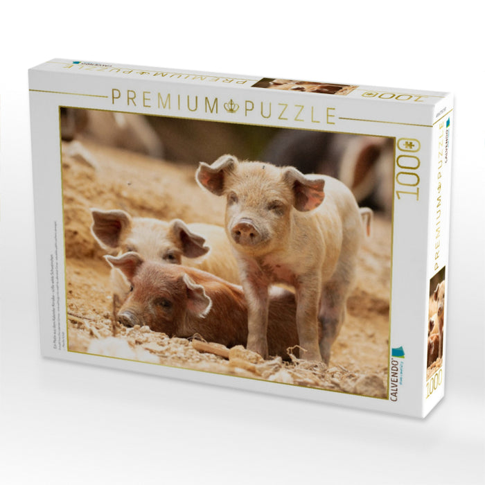 Ein Motiv aus dem Kalender Korsika - süße wilde Schweinchen - CALVENDO Foto-Puzzle'