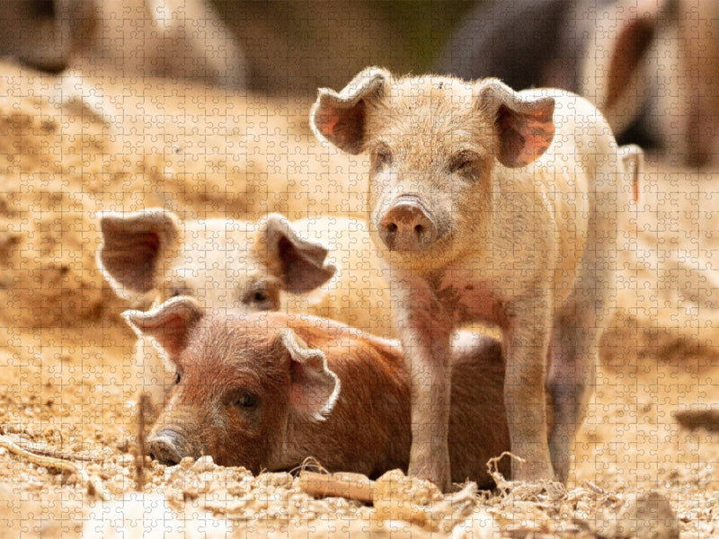 Ein Motiv aus dem Kalender Korsika - süße wilde Schweinchen - CALVENDO Foto-Puzzle'