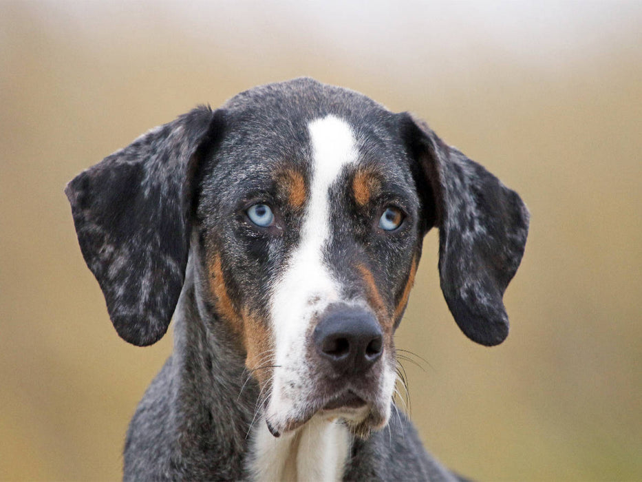 Louisiana Catahoula Leopard Dog - CALVENDO Foto-Puzzle'