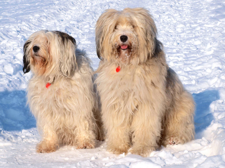 Ein Motiv aus dem Kalender Tibet-Terrier - Eine Hunderasse mit Charakter - CALVENDO Foto-Puzzle'