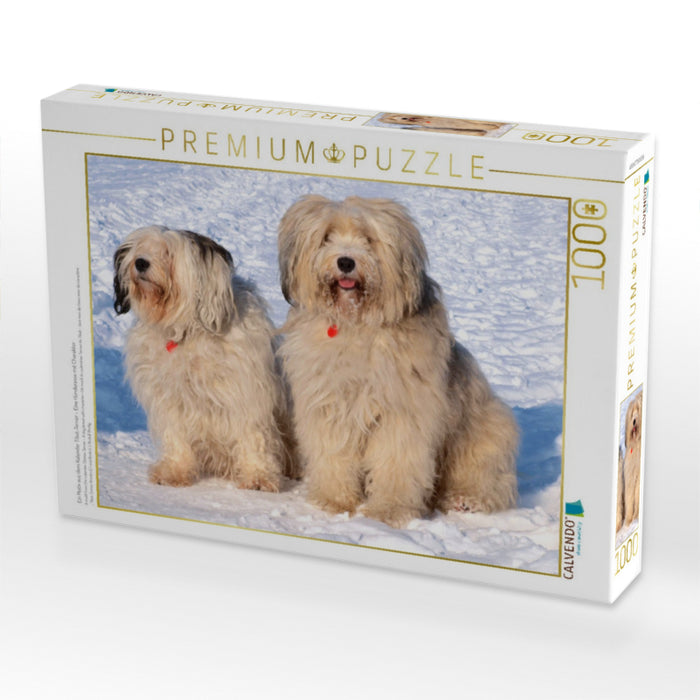 Ein Motiv aus dem Kalender Tibet-Terrier - Eine Hunderasse mit Charakter - CALVENDO Foto-Puzzle'