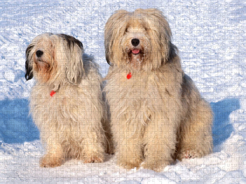 Ein Motiv aus dem Kalender Tibet-Terrier - Eine Hunderasse mit Charakter - CALVENDO Foto-Puzzle'