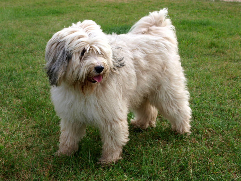 Ein Motiv aus dem Kalender Tibet-Terrier - Eine Hunderasse mit Charakter - CALVENDO Foto-Puzzle'