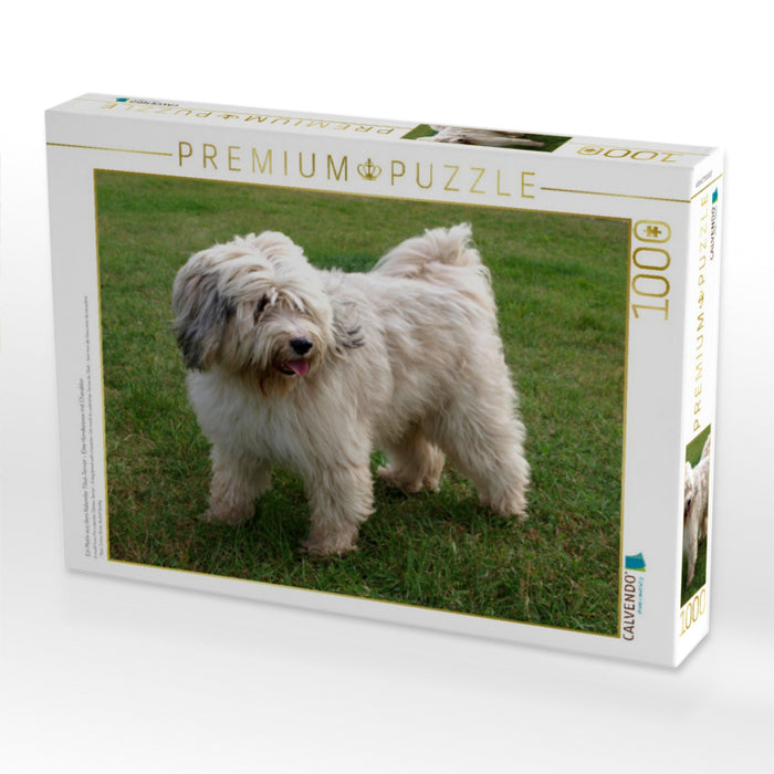 Ein Motiv aus dem Kalender Tibet-Terrier - Eine Hunderasse mit Charakter - CALVENDO Foto-Puzzle'