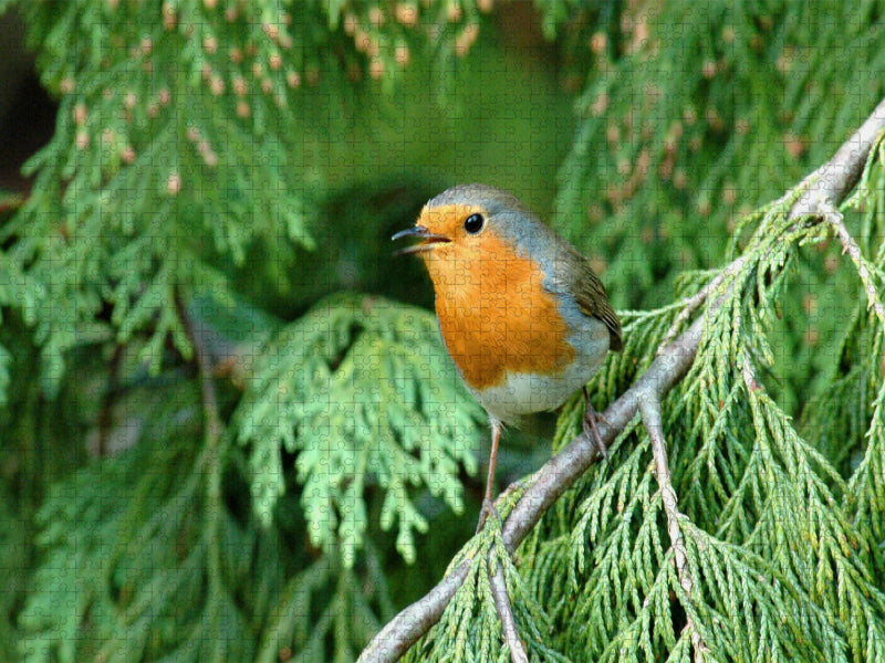 Ein Motiv aus dem Kalender Das Rotkehlchen, singt uns ein Lied - CALVENDO Foto-Puzzle'
