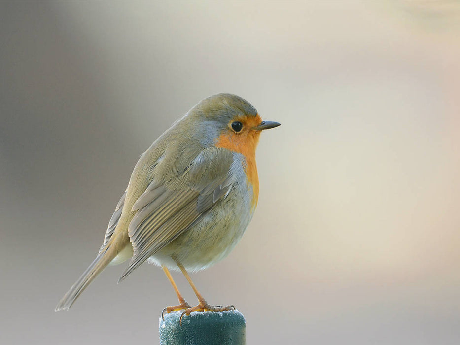 Es wird Winter - CALVENDO Foto-Puzzle'