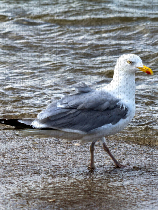 Die Möwe spaziert ins Meer - CALVENDO Foto-Puzzle'
