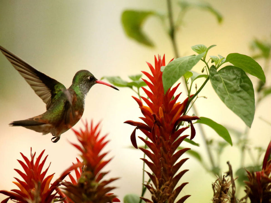 Smaragd-Kolibri - CALVENDO Foto-Puzzle'