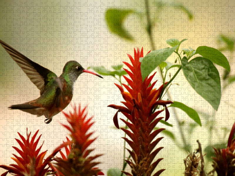 Smaragd-Kolibri - CALVENDO Foto-Puzzle'