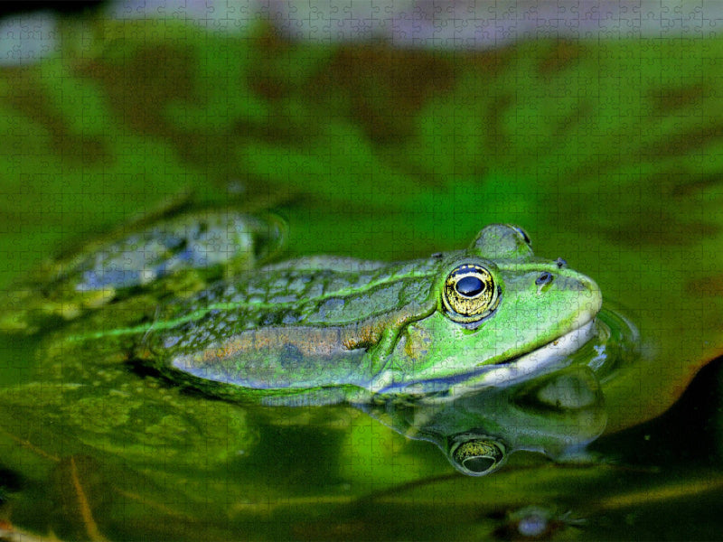Spiegelung. - CALVENDO Foto-Puzzle'