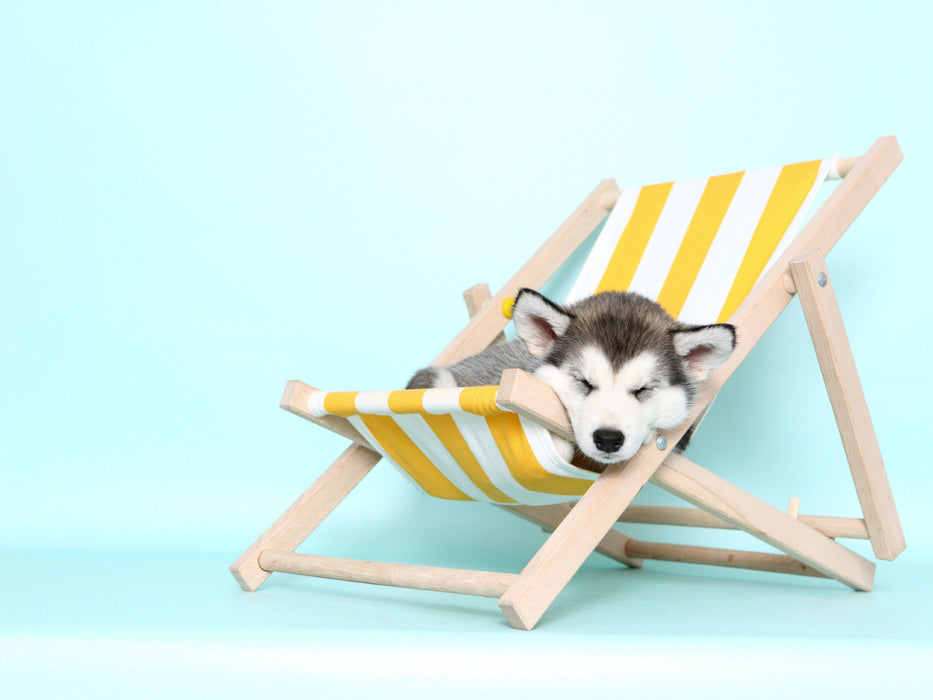 Alaskan Malamute Welpe / Alaskan Malamute Puppy 1000 Teile Puzzle quer - CALVENDO Foto-Puzzle'