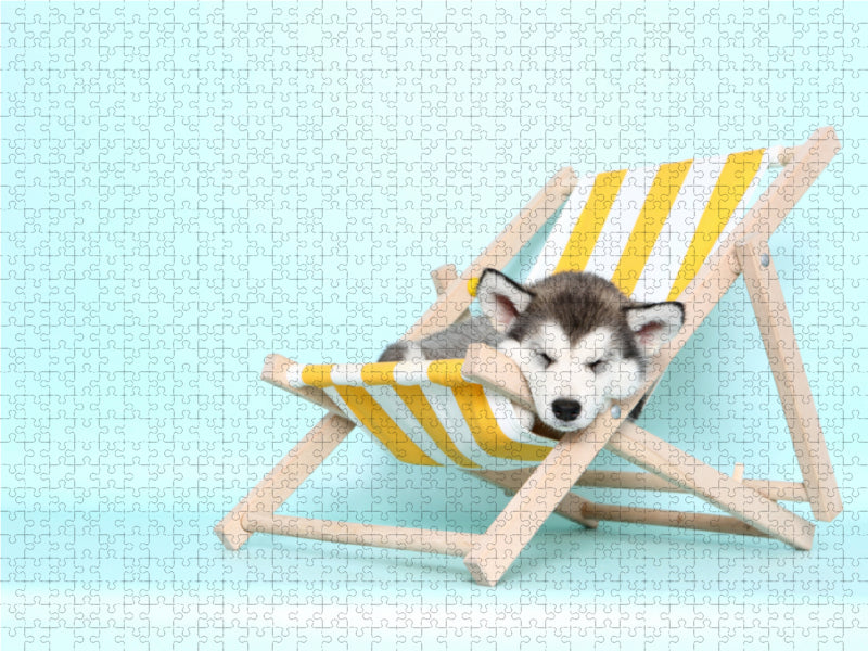 Alaskan Malamute Welpe / Alaskan Malamute Puppy 1000 Teile Puzzle quer - CALVENDO Foto-Puzzle'