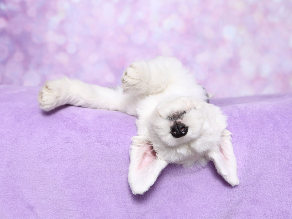 Bobtail / Old English Sheepdog - CALVENDO photo puzzle 