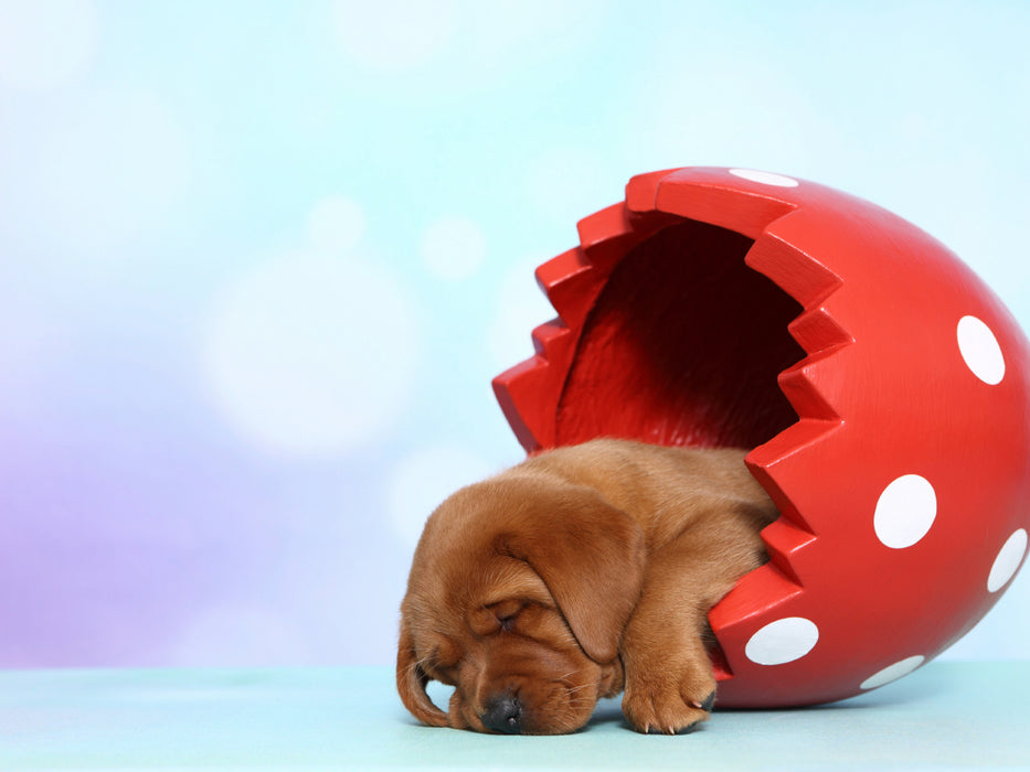 Labrador Retriever Welpe / Labrador Retriever Puppy 1000 Teile Puzzle quer - CALVENDO Foto-Puzzle'