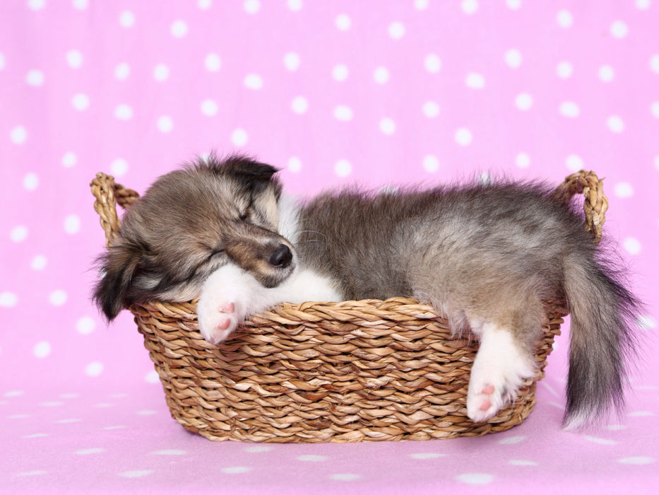Sheltie Welpe / Shetland Sheepdog Puppy 1000 Teile Puzzle quer - CALVENDO Foto-Puzzle'