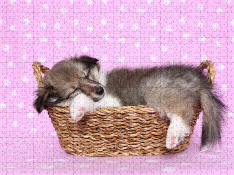 Sheltie Welpe / Shetland Sheepdog Puppy 1000 Teile Puzzle quer - CALVENDO Foto-Puzzle'