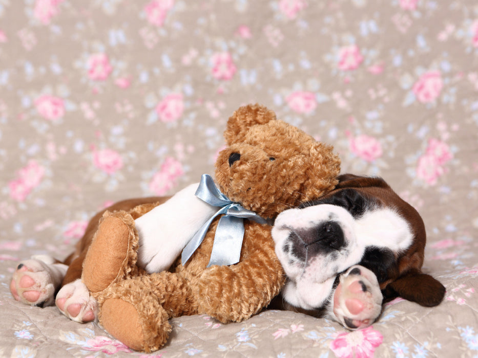 Deutscher Boxer Welpe / German Boxer Puppy 1000 Teile Puzzle quer - CALVENDO Foto-Puzzle'