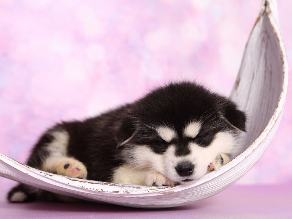 Alaskan Malamute Welpe / Alaskan Malamute Puppy 1000 Teile Puzzle quer - CALVENDO Foto-Puzzle'
