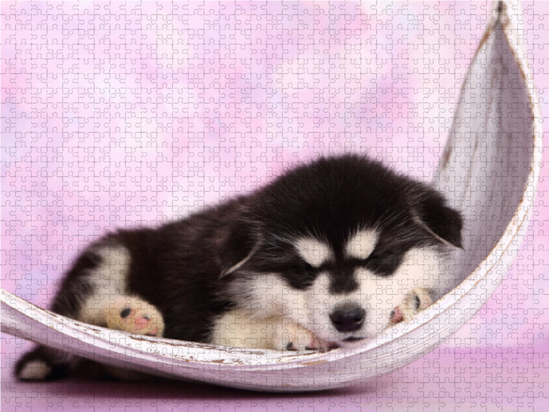 Alaskan Malamute Welpe / Alaskan Malamute Puppy 1000 Teile Puzzle quer - CALVENDO Foto-Puzzle'