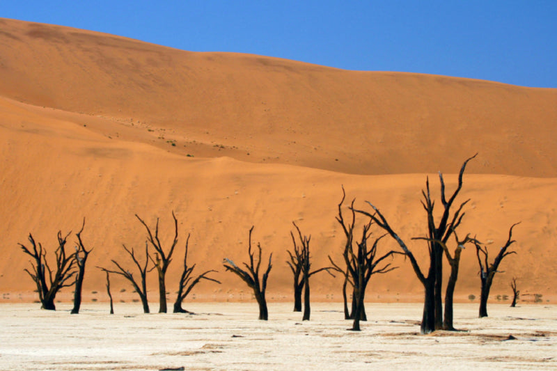 Premium Textil-Leinwand Dead Vlei