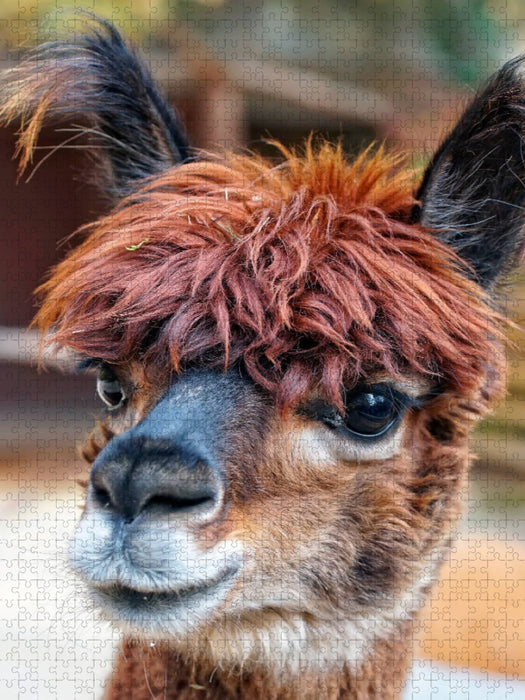 Alpakas - süß und flauschig - CALVENDO Foto-Puzzle'