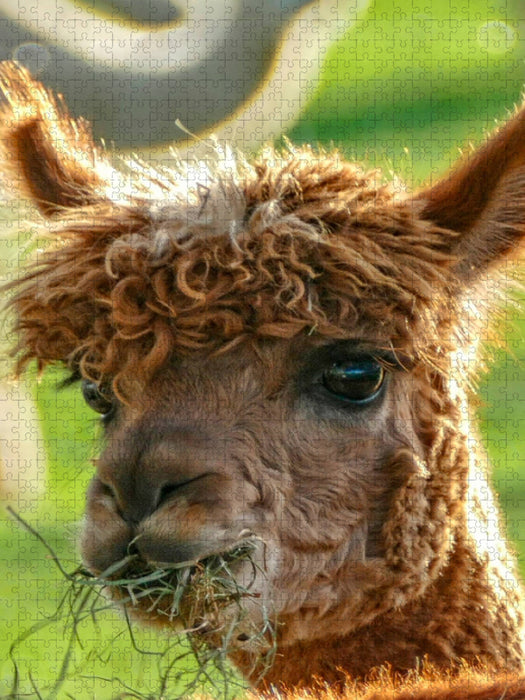 Alpakas - süß und flauschig - CALVENDO Foto-Puzzle'