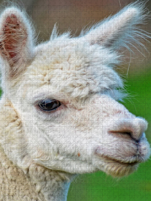 Alpakas - süß und flauschig - CALVENDO Foto-Puzzle'