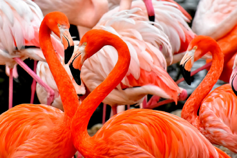 Premium Textil-Leinwand Flamingo
