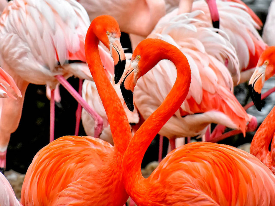 Flamingo - CALVENDO Foto-Puzzle'