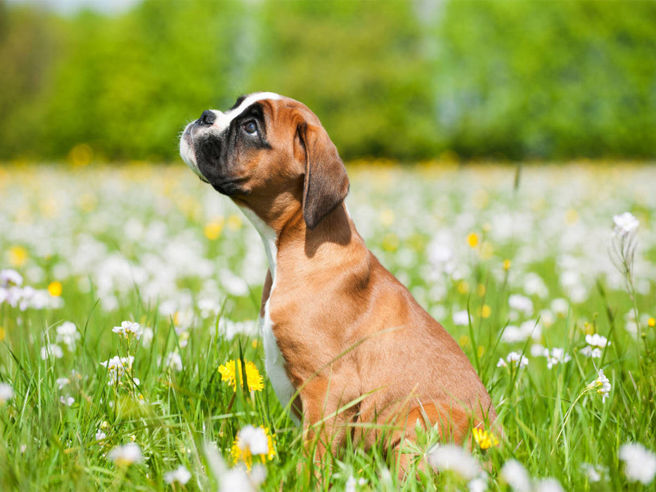 Niedlicher Boxerwelpe - CALVENDO Foto-Puzzle'