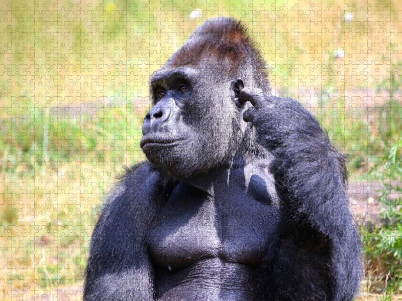 Westlicher Flachlandgorilla – Silberrücken Jambo (3) - CALVENDO Foto-Puzzle'