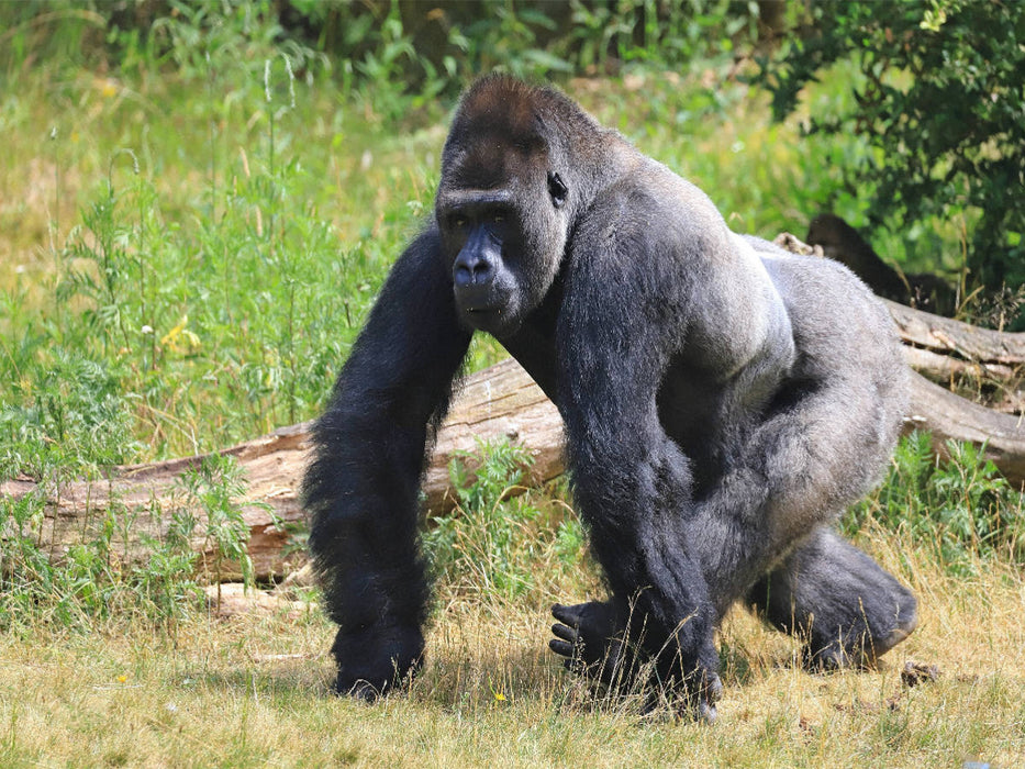Westlicher Flachlandgorilla – Silberrücken Jambo (4) - CALVENDO Foto-Puzzle'