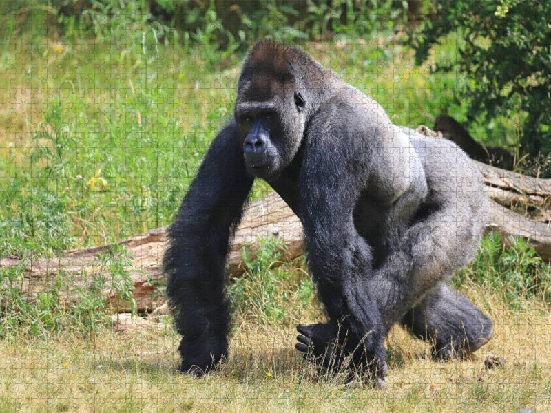 Westlicher Flachlandgorilla – Silberrücken Jambo (4) - CALVENDO Foto-Puzzle'