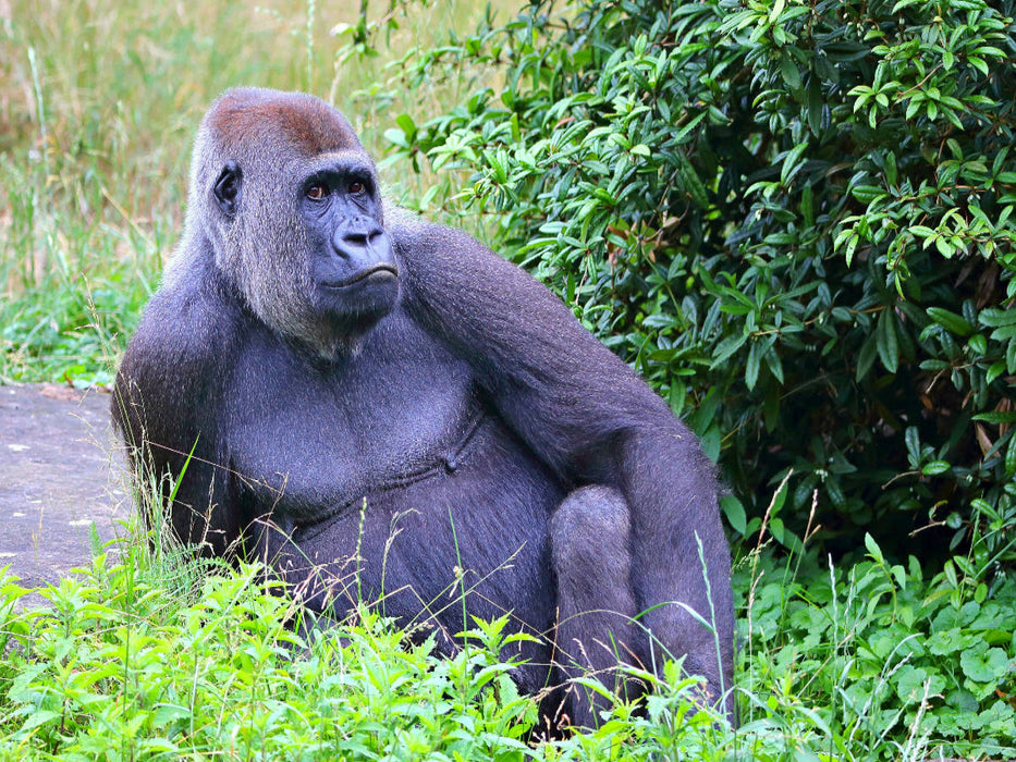 Westlicher Flachlandgorilla – Tiefenentspannt im Paradies - CALVENDO Foto-Puzzle'
