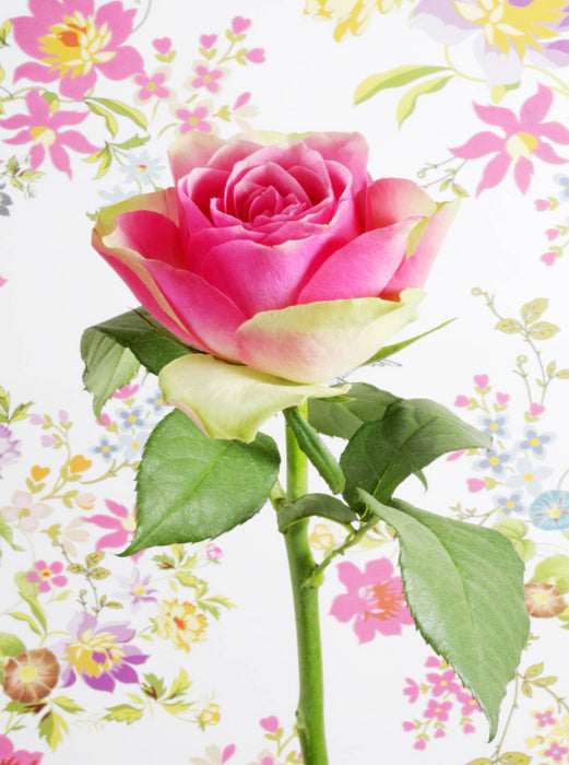 Rose - CALVENDO Foto-Puzzle'