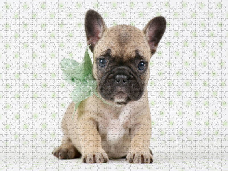 Hundebaby zum Verlieben Französische Bulldogge Welpe - CALVENDO Foto-Puzzle'